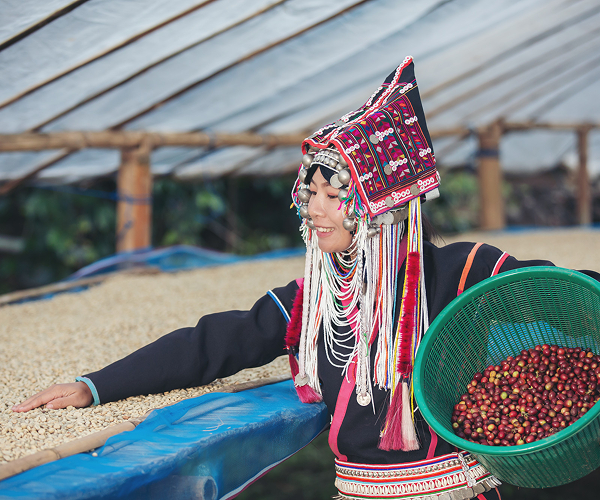 HARVESTING COFFEE CHERRIES