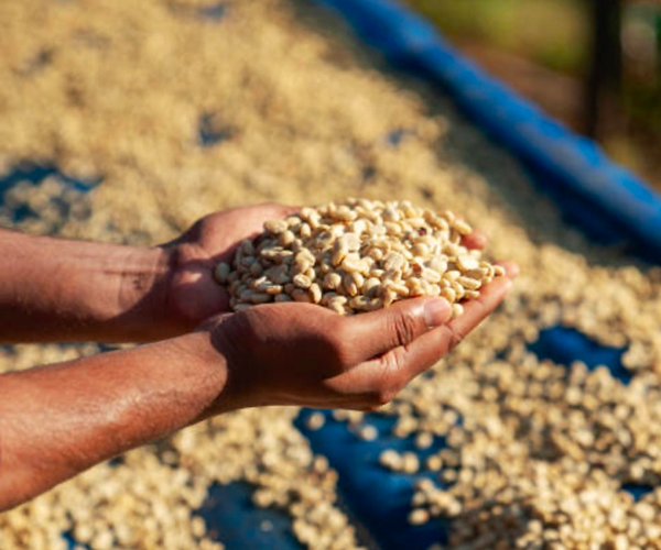 POST-HARVEST PRECISION